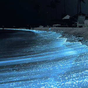 学生的爸爸双字ID免费外卖
